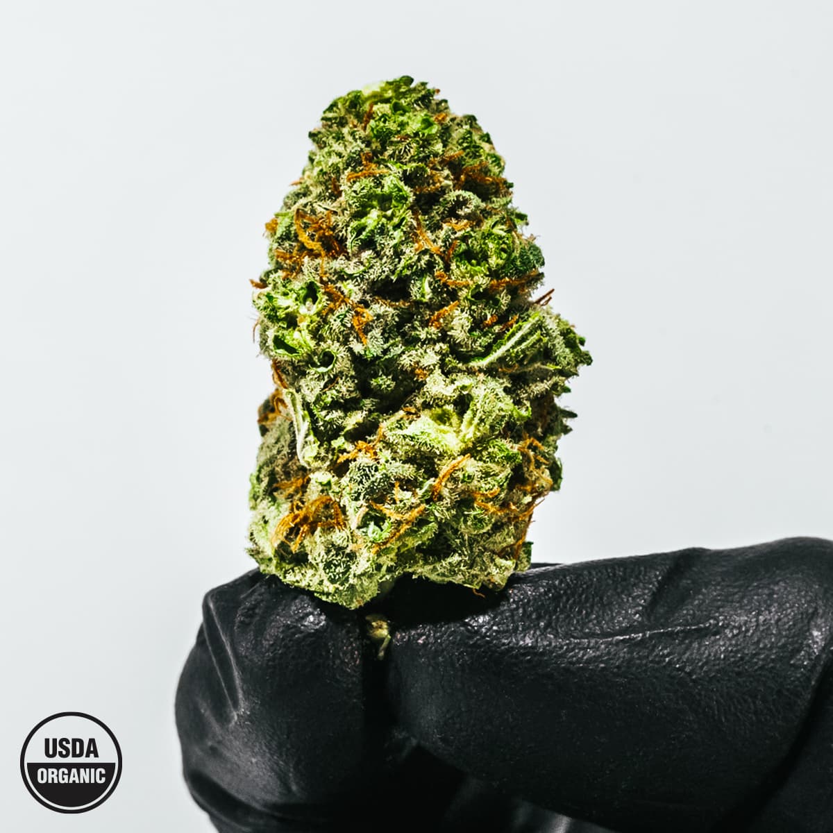 Candy Jack in hand